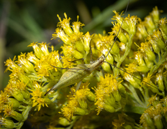 Oecanthus nigricornis