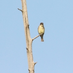 Empidonax traillii