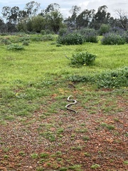 Pseudonaja textilis