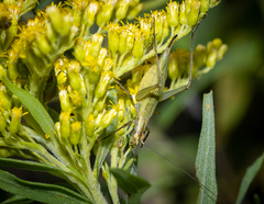 Oecanthus nigricornis