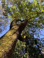 Homalothecium fulgescens