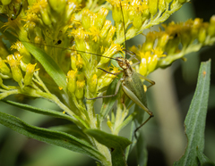 Oecanthus nigricornis