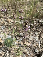 Monarda citriodora