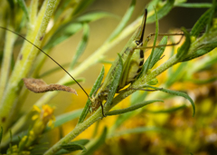 Oecanthus nigricornis