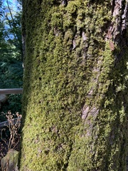 Homalothecium fulgescens