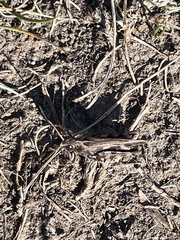 Encoptolophus costalis