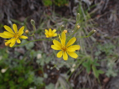 Crepidinae