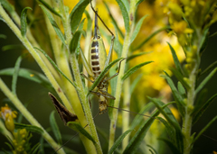 Oecanthus nigricornis