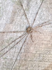 Dicranopalpus
