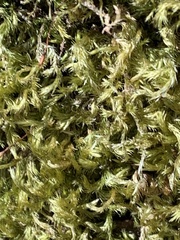 Homalothecium fulgescens