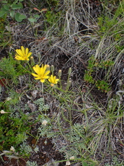 Crepidinae