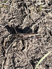 Encoptolophus costalis