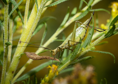 Oecanthus nigricornis