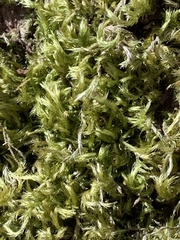 Homalothecium fulgescens