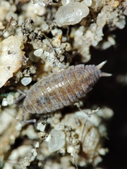 Porcellionides sexfasciatus
