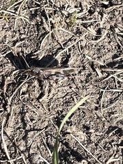 Encoptolophus costalis