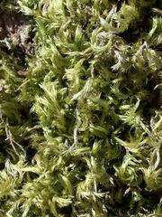 Homalothecium fulgescens