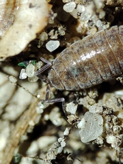 Porcellionides sexfasciatus