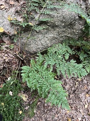 Dryopteris