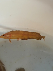 Heterostichus rostratus