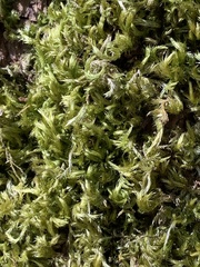 Homalothecium fulgescens