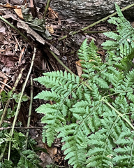 Dryopteris