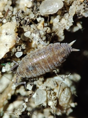 Porcellionides sexfasciatus