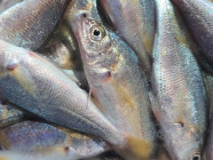 Genyonemus lineatus