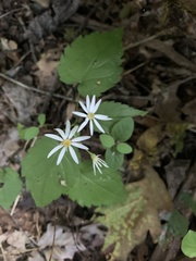 Eurybia