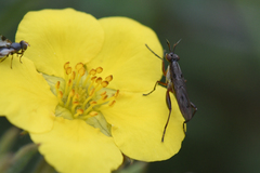 Sciomyzidae