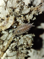 Porcellionides sexfasciatus
