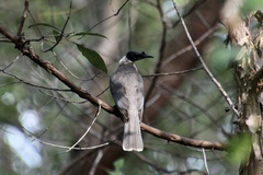 Philemon corniculatus