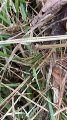 Dichromorpha viridis