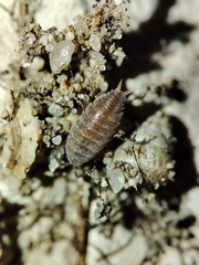 Porcellionides sexfasciatus
