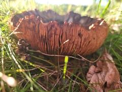 Paxillus involutus