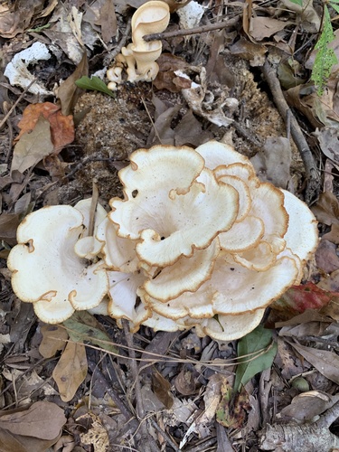 Favolus brasiliensis