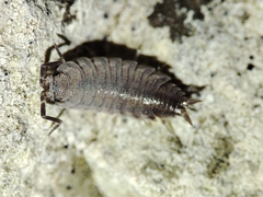 Porcellionides sexfasciatus