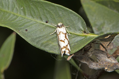 Scaptesyle dichotoma