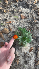 Tagetes erecta