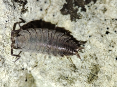 Porcellionides sexfasciatus