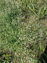 Parthenium hysterophorus