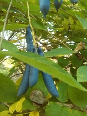 Lardizabalaceae