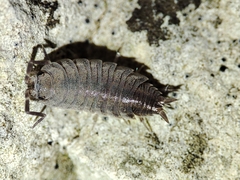 Porcellionides sexfasciatus