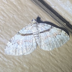 Xanthorhoe packardata