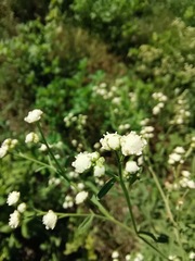 Parthenium hysterophorus