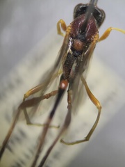 Anomaloninae