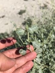 Dicoria canescens