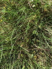 Eleocharis acicularis