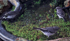 Melanodryas cucullata