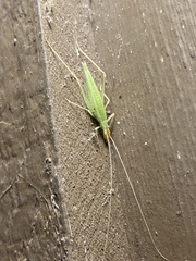 Oecanthus